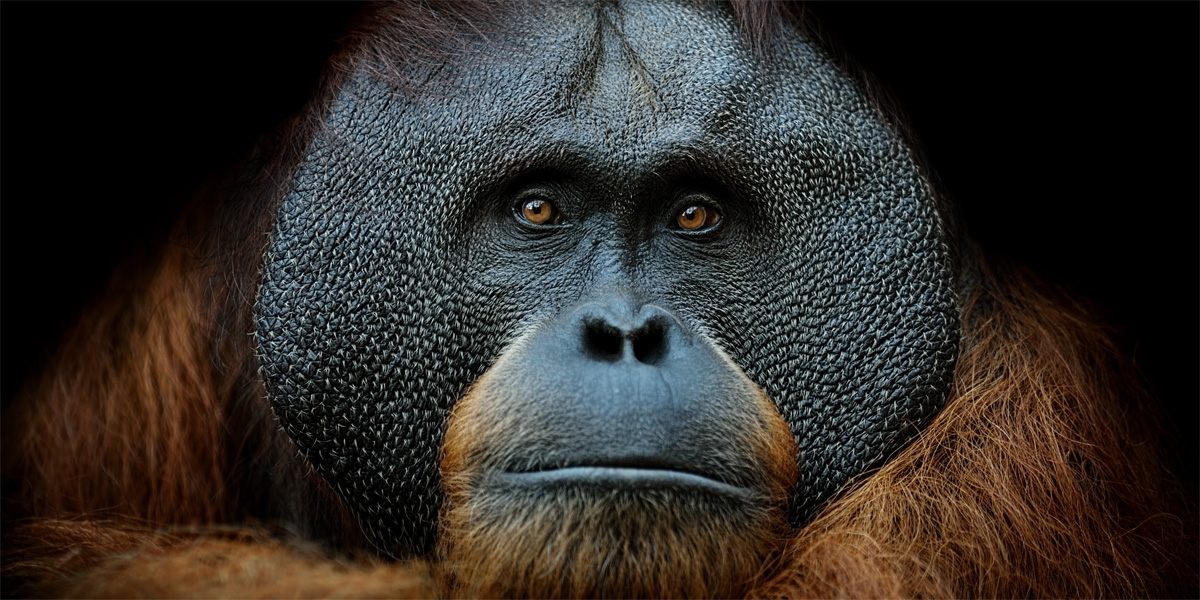 Orangutan staring at the camera.